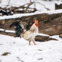 rooster walking in the snow