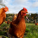 Free range organic chickens poultry in a country farm