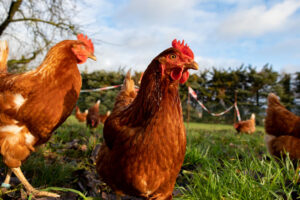 Free range organic chickens poultry in a country farm