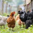 chicken walking in backyard between fences