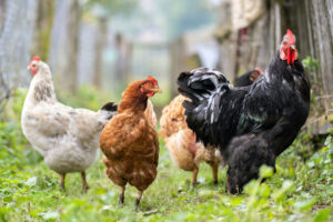 chicken walking in backyard between fences