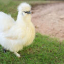 silkie hen in garden