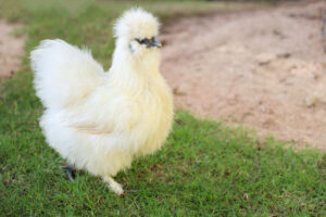 silkie hen in garden