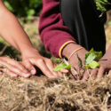 Close up of African child hands planting vegetables in soil