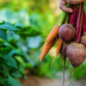 A man farmer holds carrots and beets in his hands. Selective focus. Food.