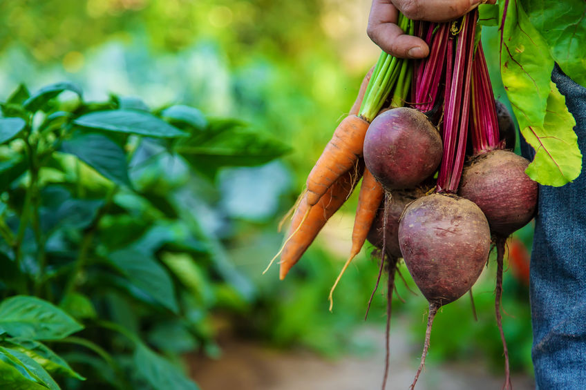 A man farmer holds carrots and beets in his hands. Selective focus. Food.