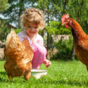 Happy little girl feeding chickens in farm.