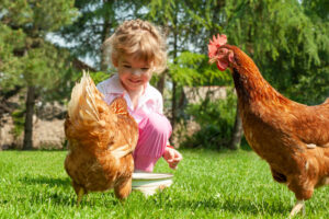 Happy little girl feeding chickens in farm.