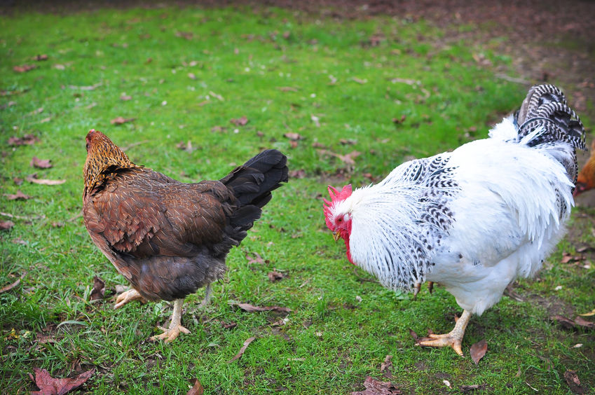 backyard chickens