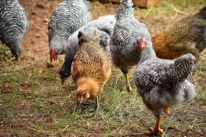 flock of backyard chickens