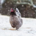 Free range French blue copper Maran hen walking in the yard during a snow storm.