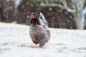 Free range French blue copper Maran hen walking in the yard during a snow storm.