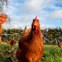 Free range organic chickens poultry in a country farm