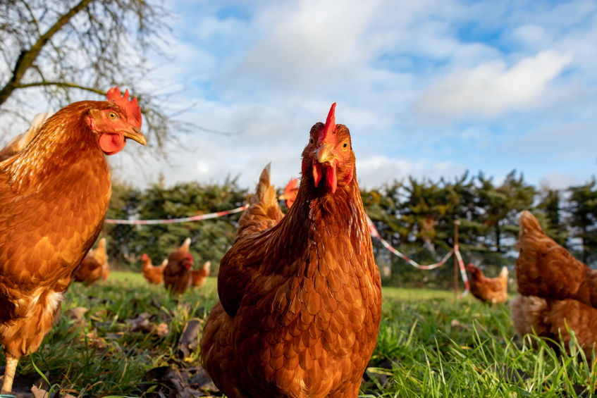 Free range organic chickens poultry in a country farm