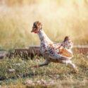 A white-brown hen with a big tuft runs fast on the dry grass in sunny summer day
