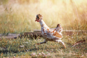 A white-brown hen with a big tuft runs fast on the dry grass in sunny summer day