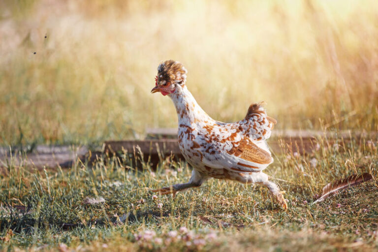 A StepbyStep Guide on How to Build Your Own Chicken Run Chickens