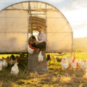 Poultry farm, black woman and chicken coop for sustainable farming outdoor on a field for meat, food and free range eggs. Farmer with animals to care and feed livestock on a sustainable ranch.