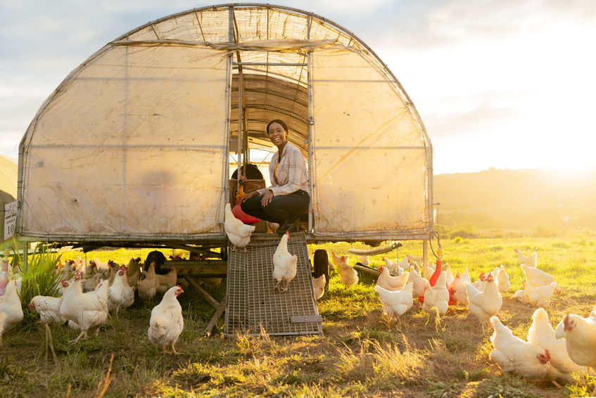 Poultry farm, black woman and chicken coop for sustainable farming outdoor on a field for meat, food and free range eggs. Farmer with animals to care and feed livestock on a sustainable ranch.