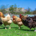 rooster and chickens graze on green grass. Livestock in the village.