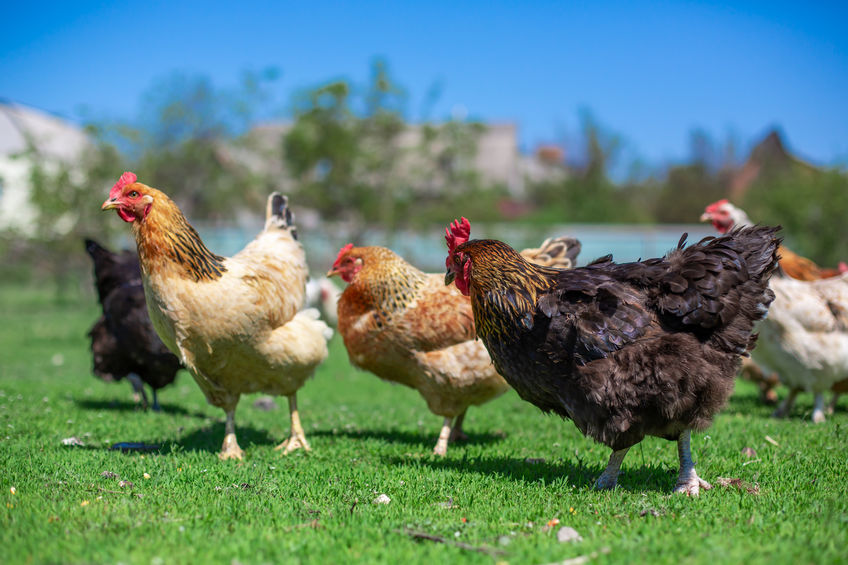 rooster and chickens graze on green grass. Livestock in the village.