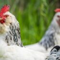 Chickens, hens and chooks, grazing and eating grass, on a free range, organic farm, in a country hen house, on a farm and ranch in Australia.