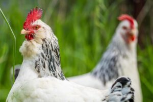 Chickens, hens and chooks, grazing and eating grass, on a free range, organic farm, in a country hen house, on a farm and ranch in Australia.