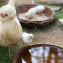 silkie chickens drinking a bowl of water