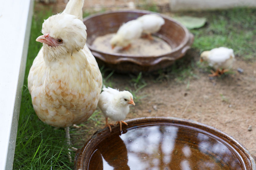 silkie chickens drinking a bowl of water