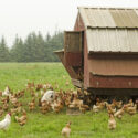 A group of free range chickens is protected by a Pyrenees Mountain Dog at the coop.