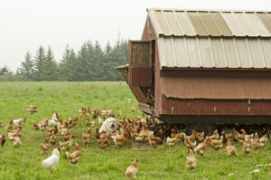 A group of free range chickens is protected by a Pyrenees Mountain Dog at the coop.