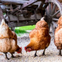 chicken at an old farm