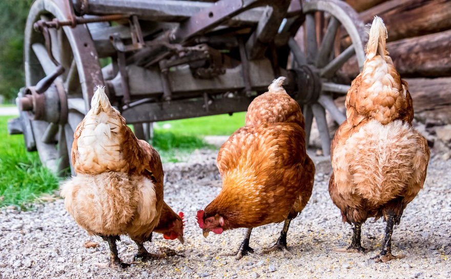 chicken at an old farm