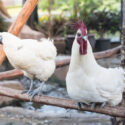 chickens sitting on perch underneath a tree