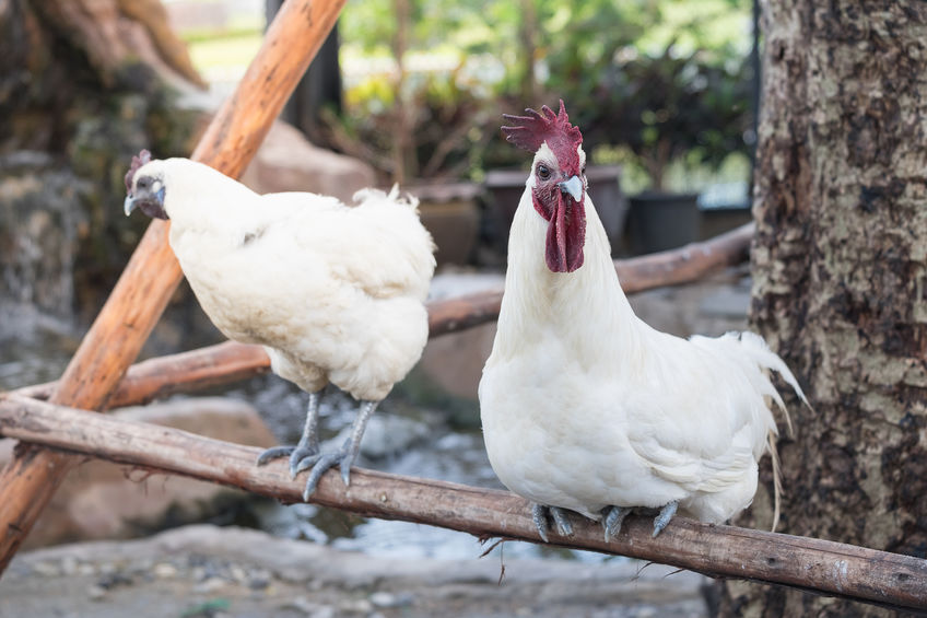 chickens sitting on perch underneath a tree