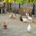 Chickens mill about in a coop within a backyard