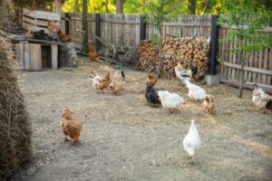 Chickens mill about in a coop within a backyard