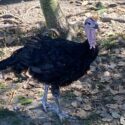 Black Slate Turkey