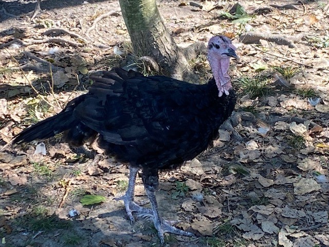 Black Slate Turkey