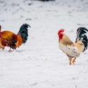 Two chickens stand out in the snow