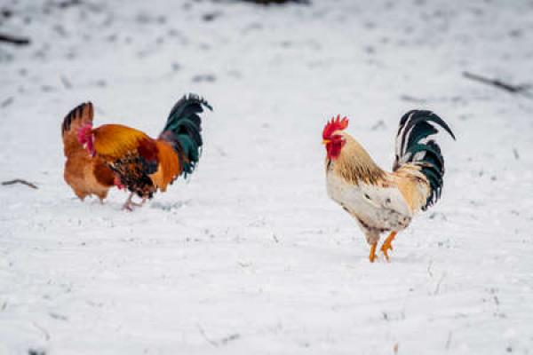 Two chickens stand out in the snow