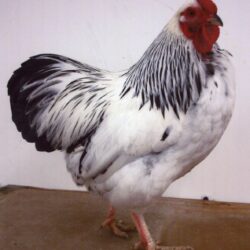 Columbian Rock Bantam