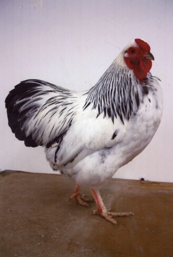 Columbian Rock Bantam