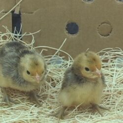 Ginger Red Old English Bantam