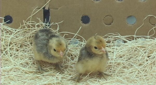 Ginger Red Old English Bantam