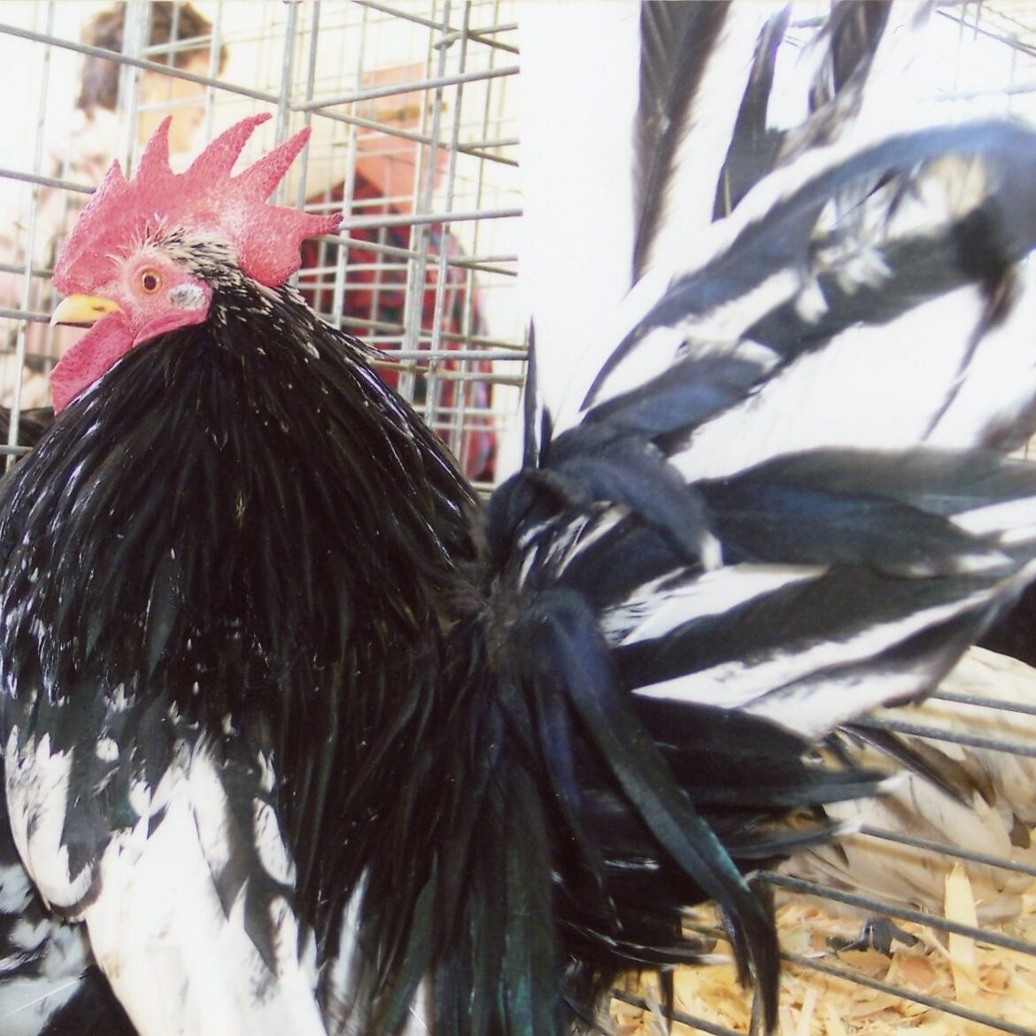 Bantam Chickens For Sale | Chickens For Backyards