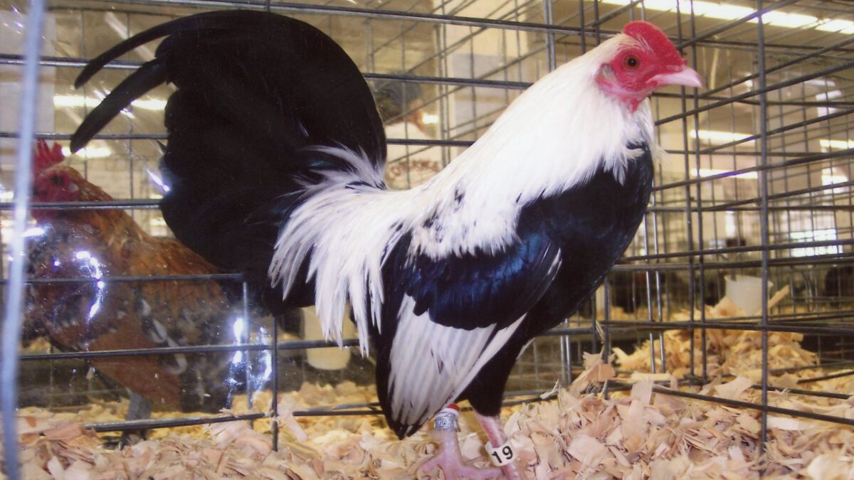 whiting bantam rooster set他 Wheaten_Old_English_Game_Banta