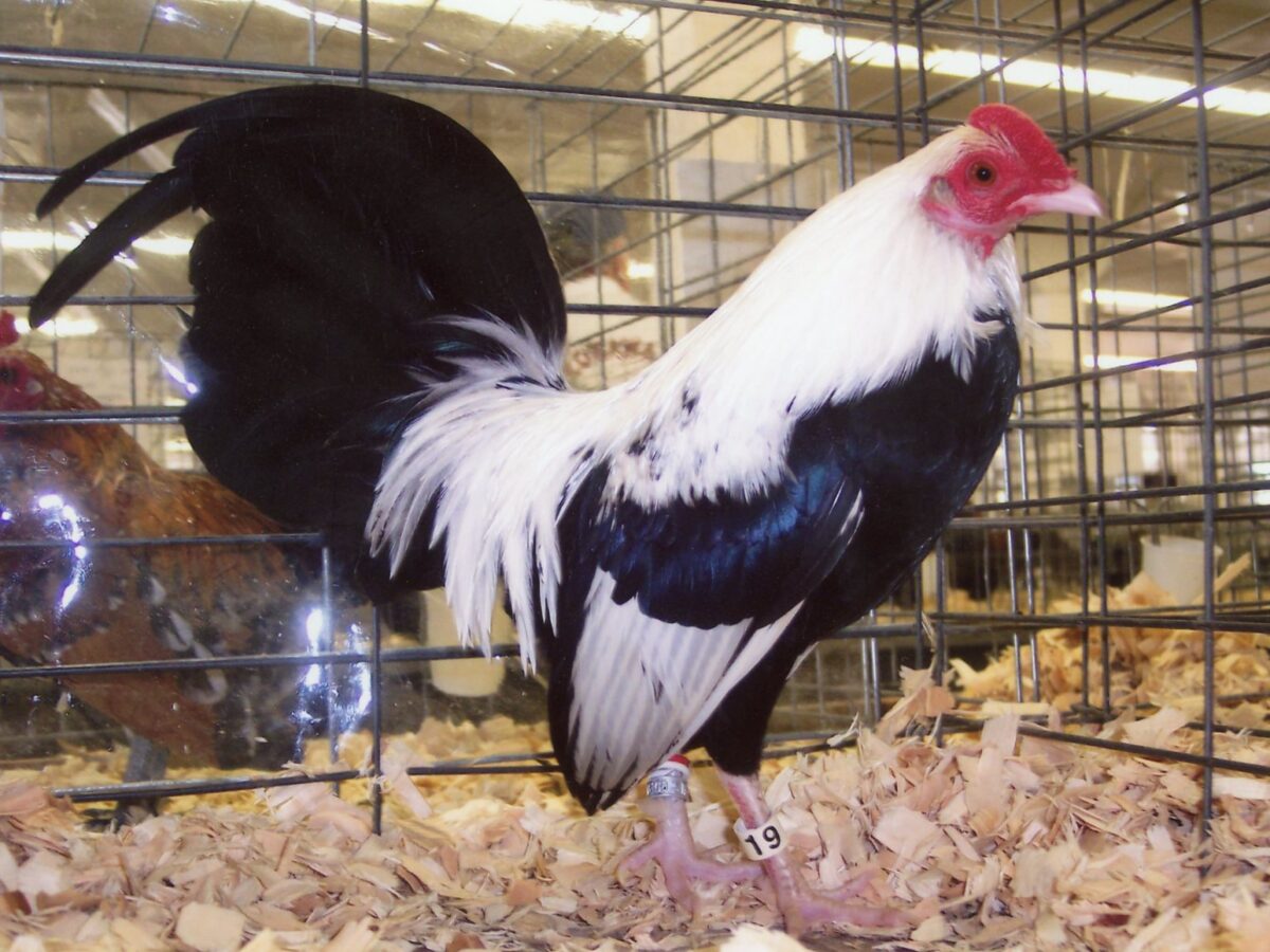 Silver Duckwing Old English Game Bantam | Chickens For Backyards