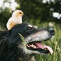 A baby chick sits on a dogs head