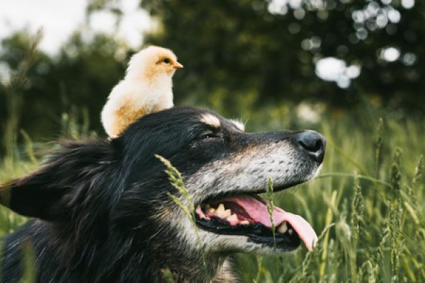 A baby chick sits on a dogs head